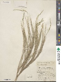 Muhlenbergia glauca image