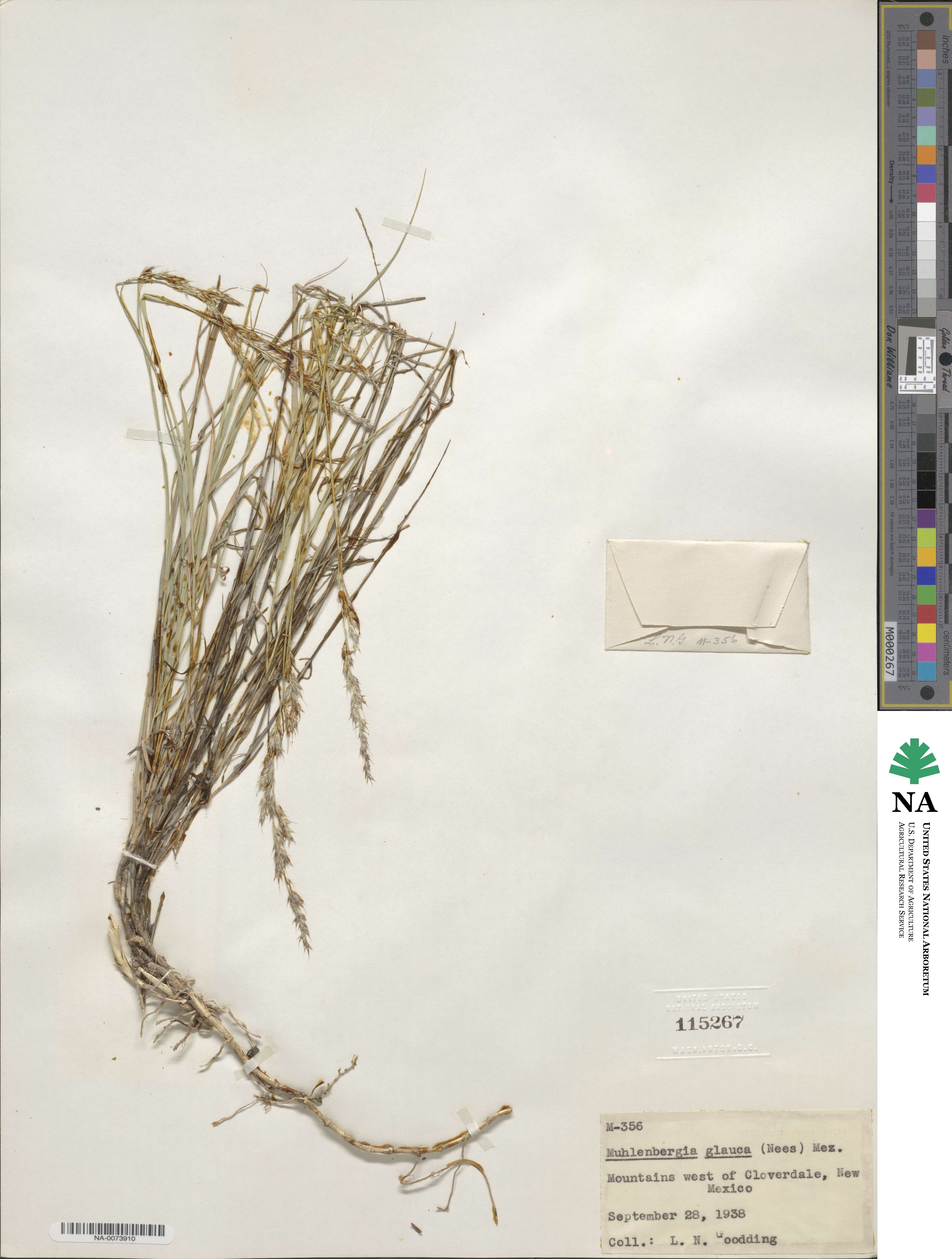 Muhlenbergia glauca image