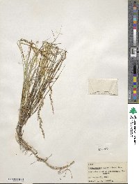 Muhlenbergia glauca image