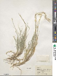 Muhlenbergia glauca image