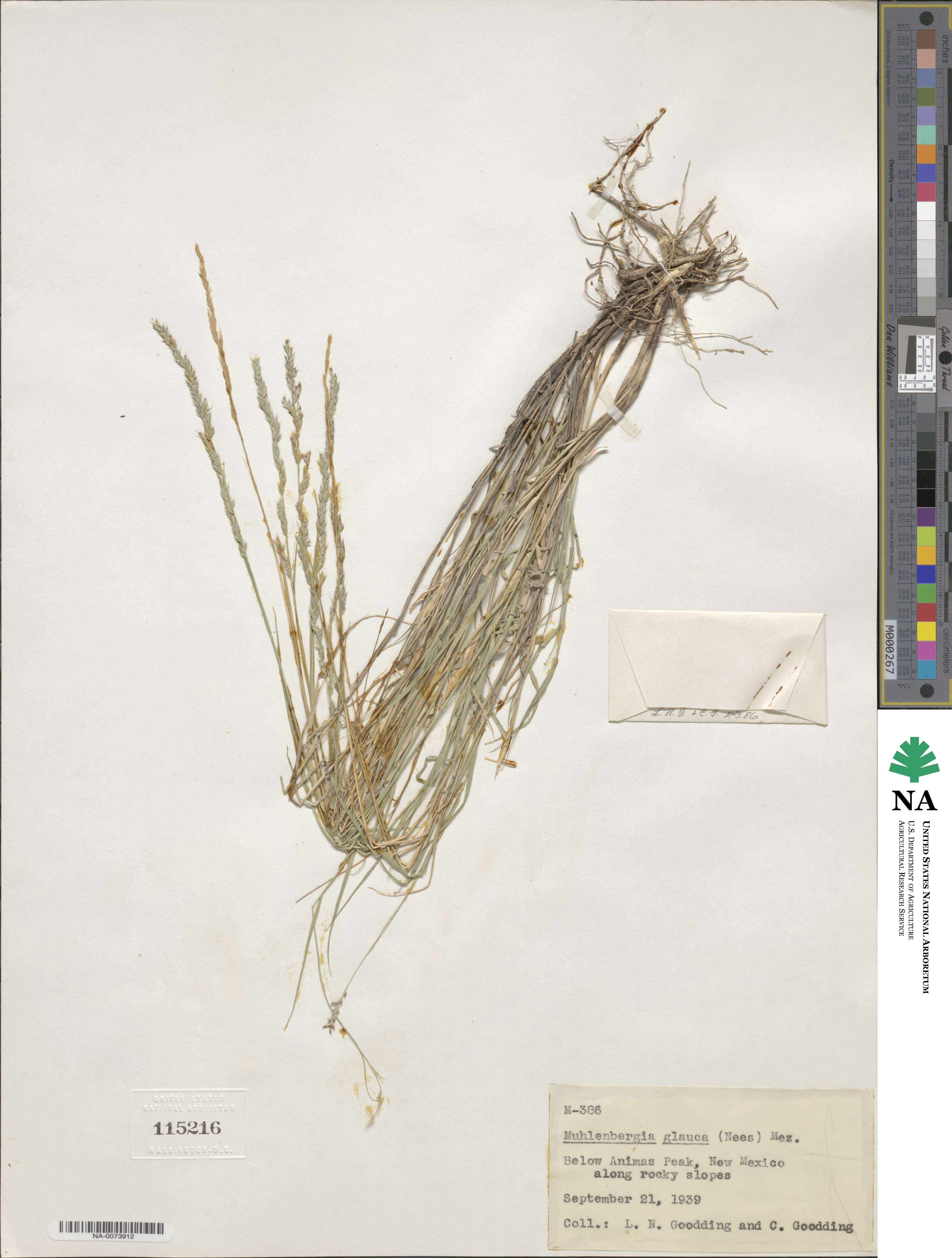 Muhlenbergia glauca image