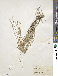 Muhlenbergia glauca image