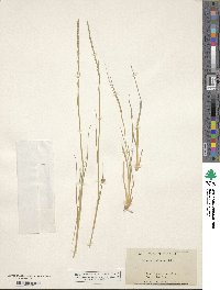 Image of Muhlenbergia glomerata