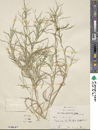 Image of Muhlenbergia glabrifloris