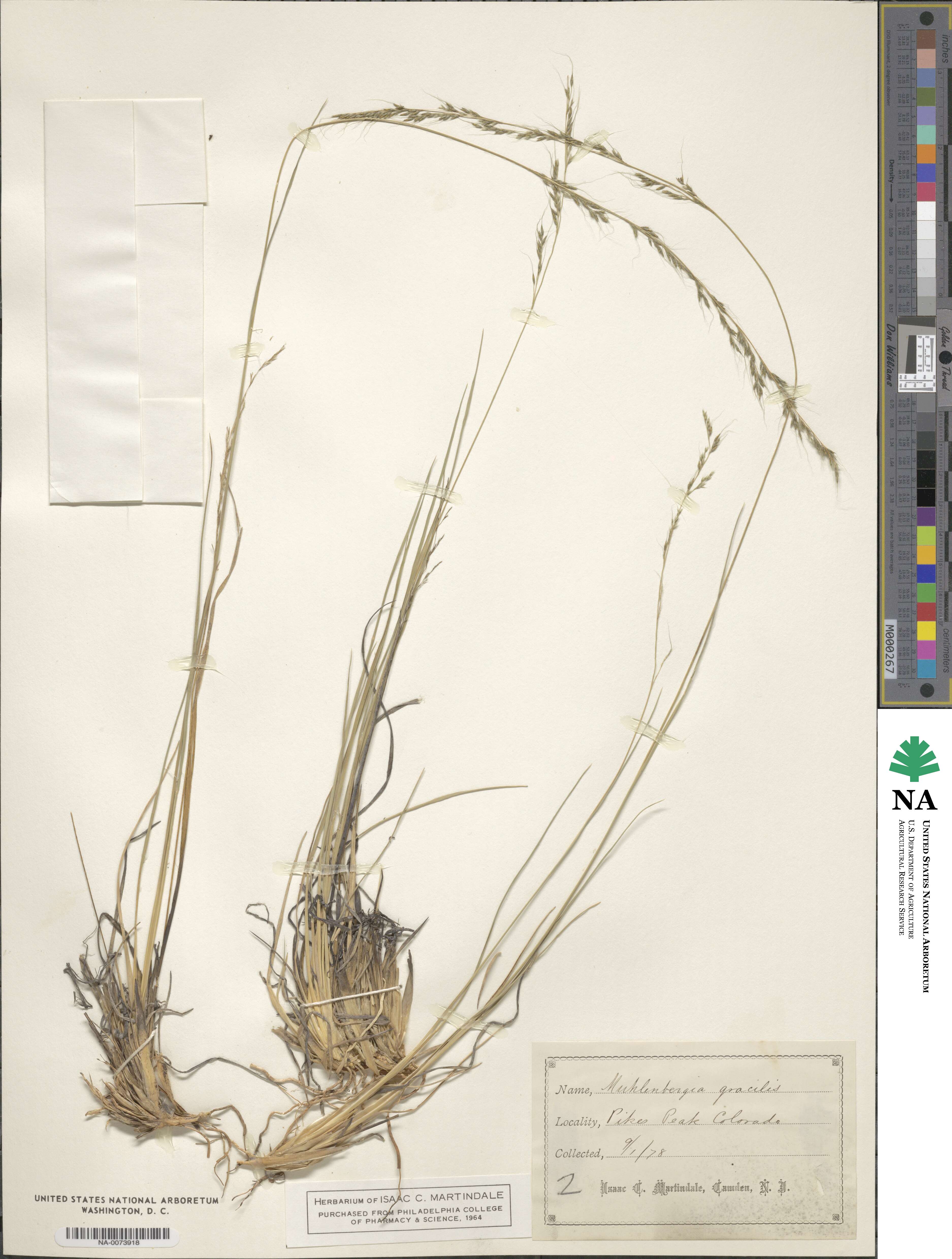 Muhlenbergia quadridentata image