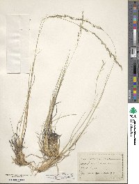 Muhlenbergia quadridentata image