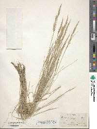 Muhlenbergia quadridentata image