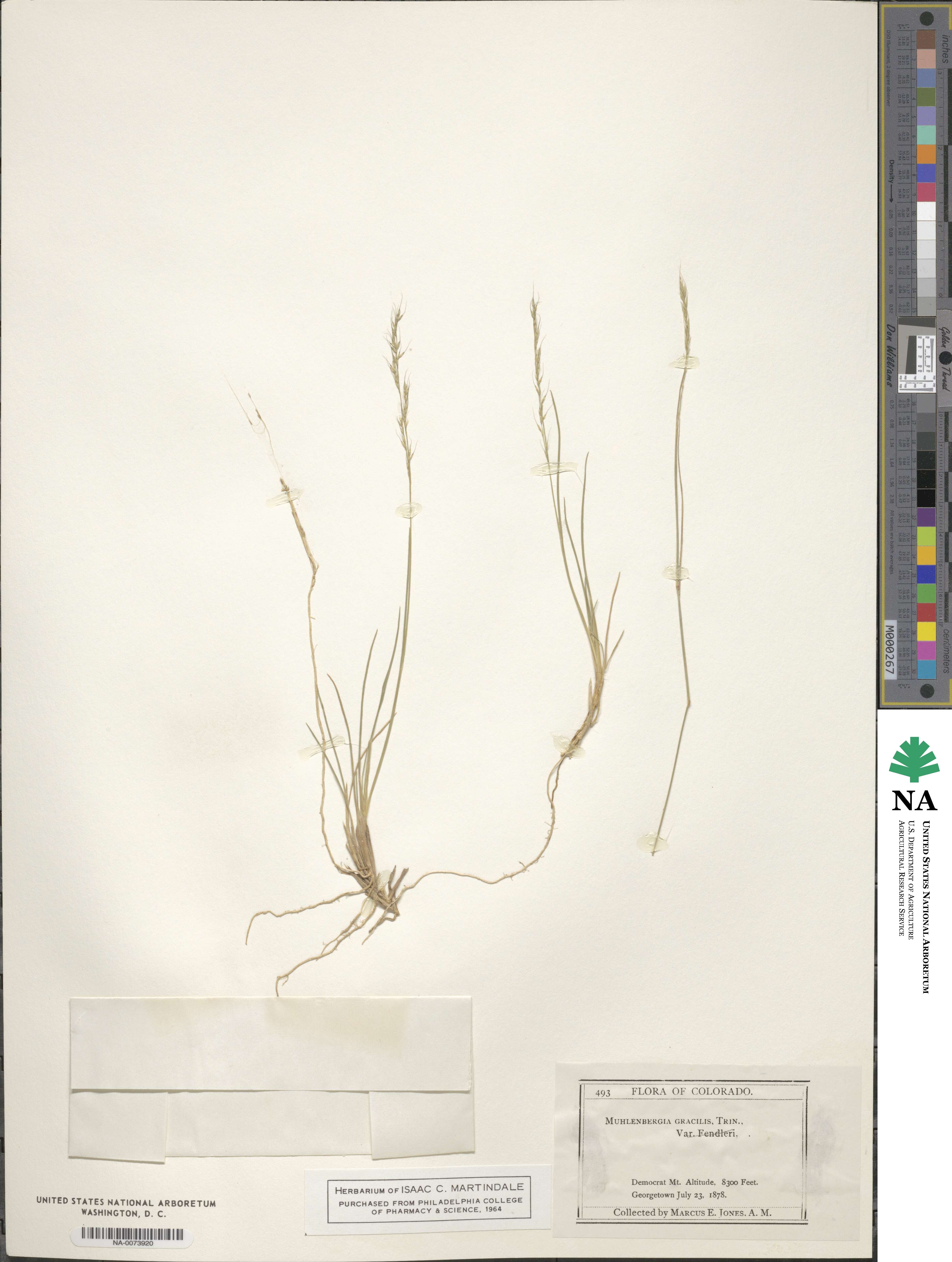 Muhlenbergia quadridentata image