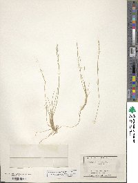 Muhlenbergia quadridentata image