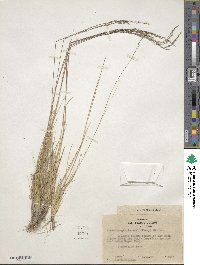 Image of Muhlenbergia jonesii