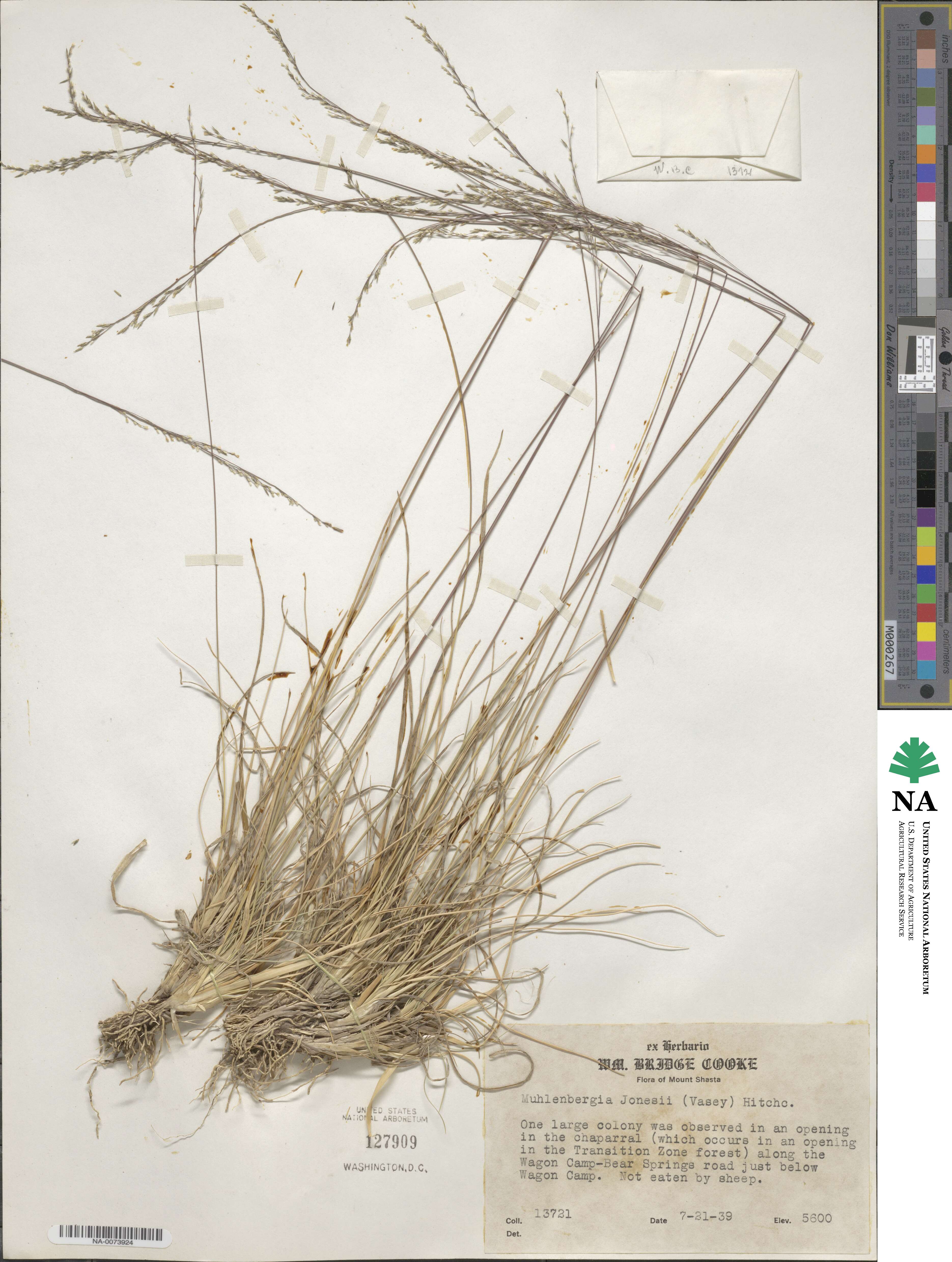 Muhlenbergia jonesii image