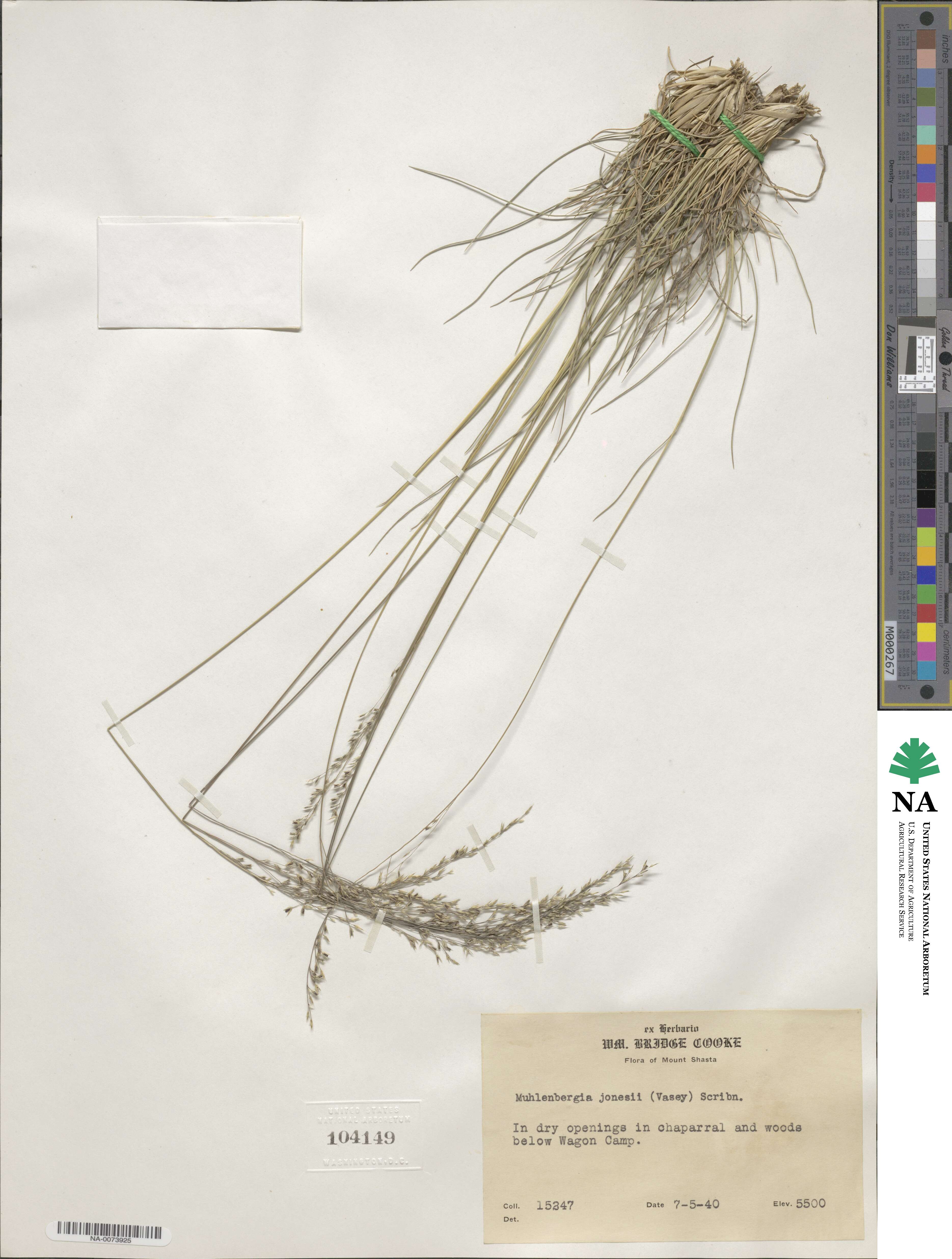 Muhlenbergia jonesii image