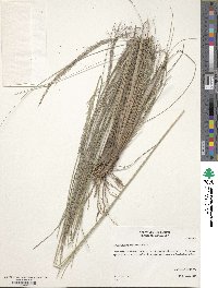 Image of Muhlenbergia lindheimeri