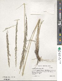 Muhlenbergia lindheimeri image