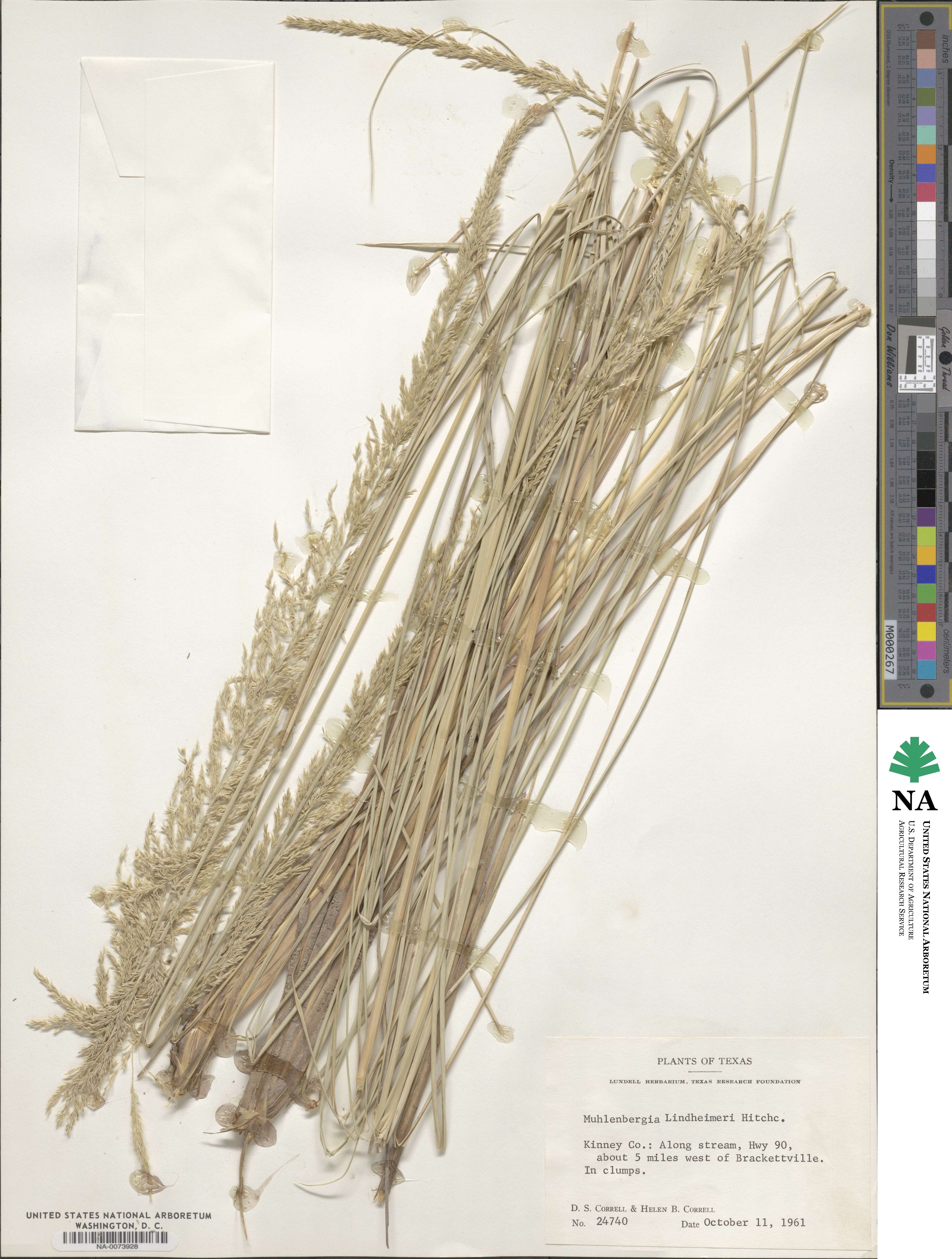 Muhlenbergia lindheimeri image