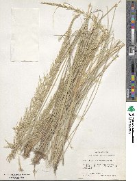 Muhlenbergia lindheimeri image