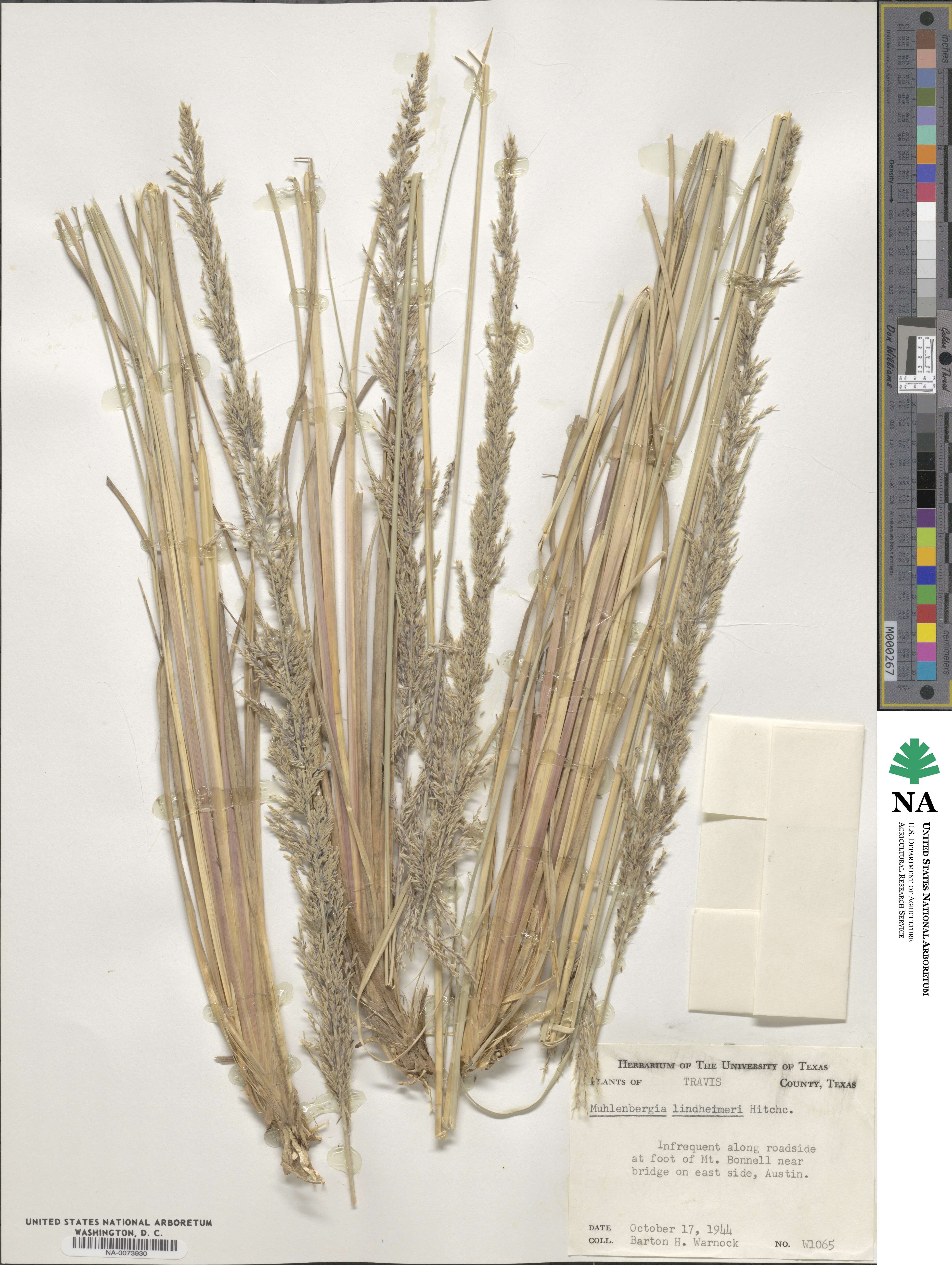 Muhlenbergia lindheimeri image
