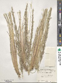 Muhlenbergia lindheimeri image