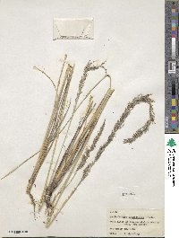 Muhlenbergia longiligula image