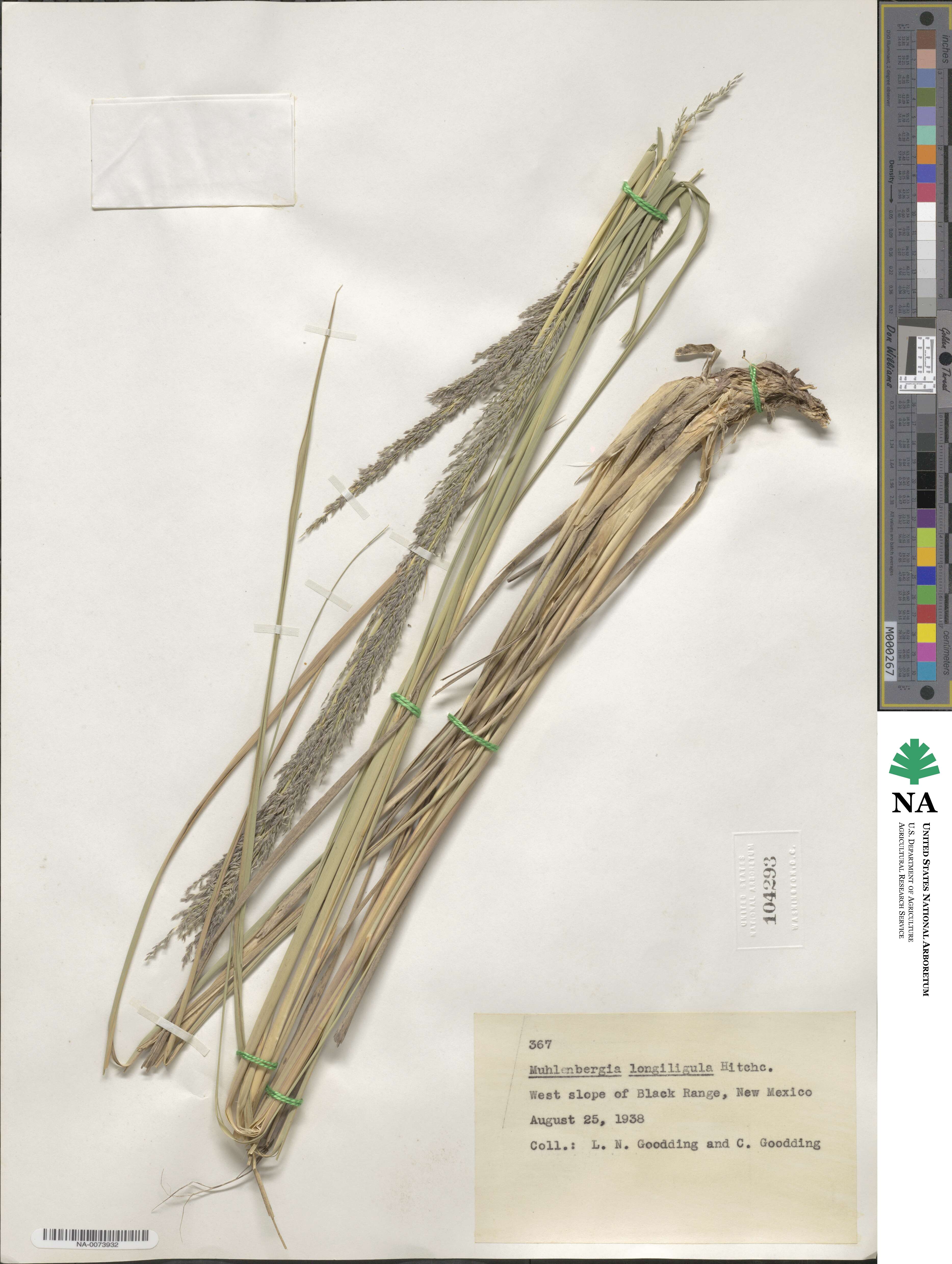 Muhlenbergia longiligula image