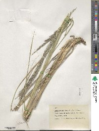 Muhlenbergia longiligula image