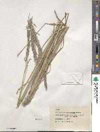 Muhlenbergia longiligula image