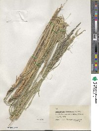 Muhlenbergia longiligula image