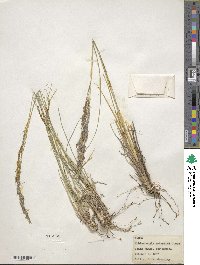 Muhlenbergia rigida image