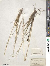 Muhlenbergia rigida image