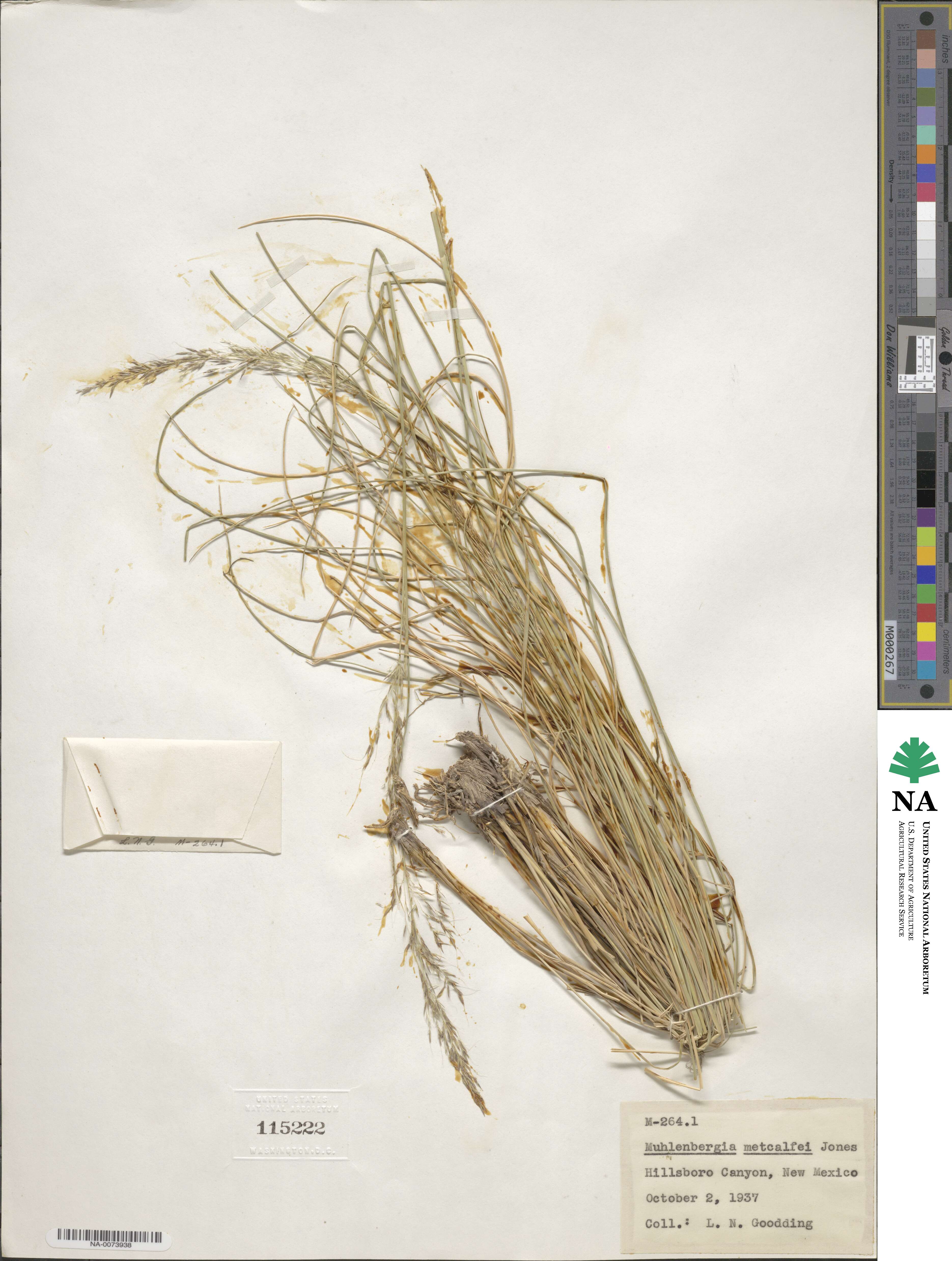 Muhlenbergia image