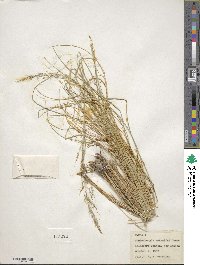 Muhlenbergia rigida image