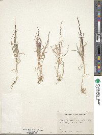 Muhlenbergia mexicana image