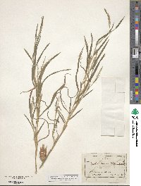 Muhlenbergia mexicana image