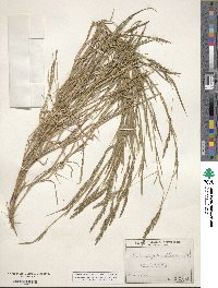 Muhlenbergia mexicana image