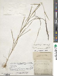 Muhlenbergia mexicana image