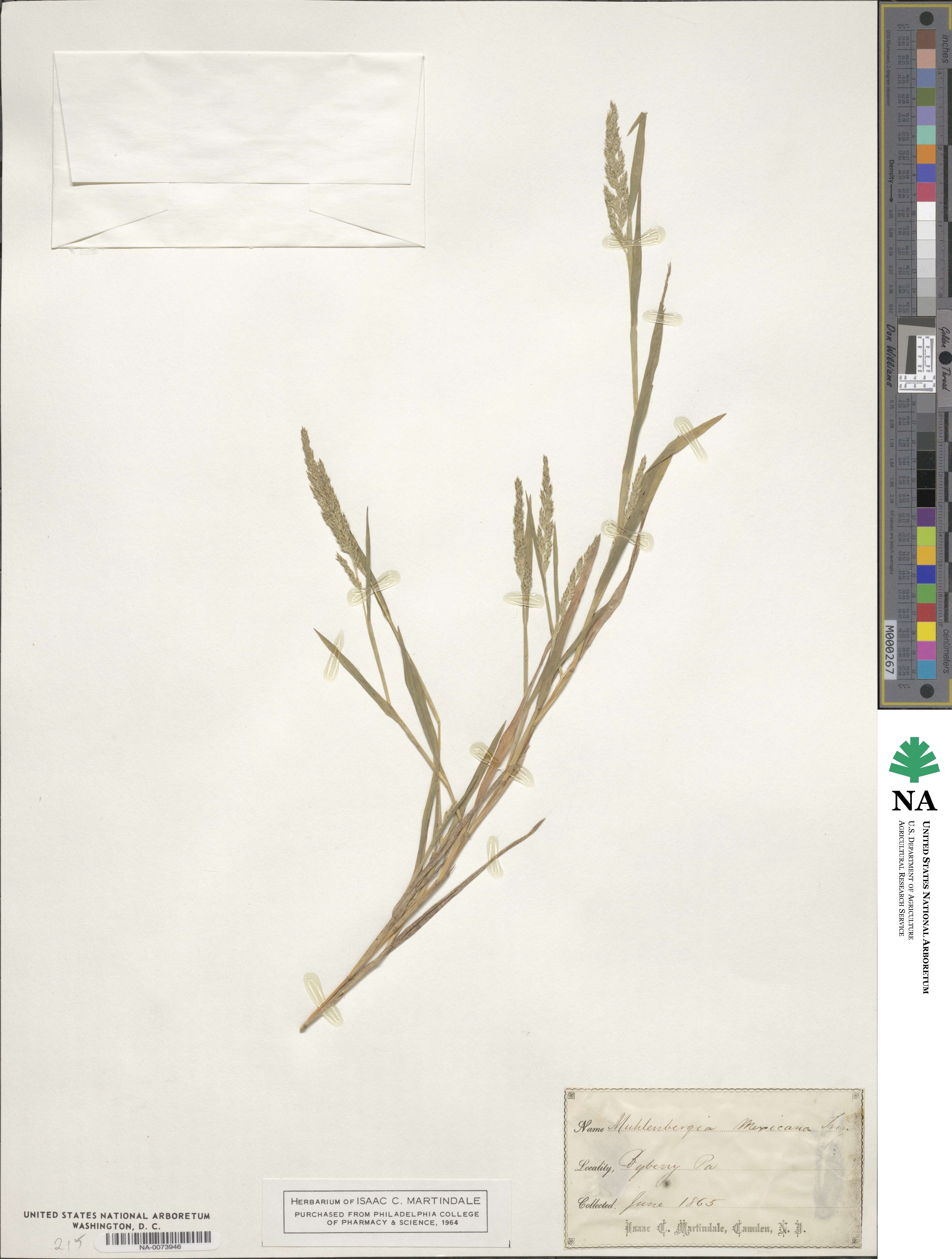 Muhlenbergia mexicana image