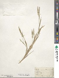 Muhlenbergia mexicana image