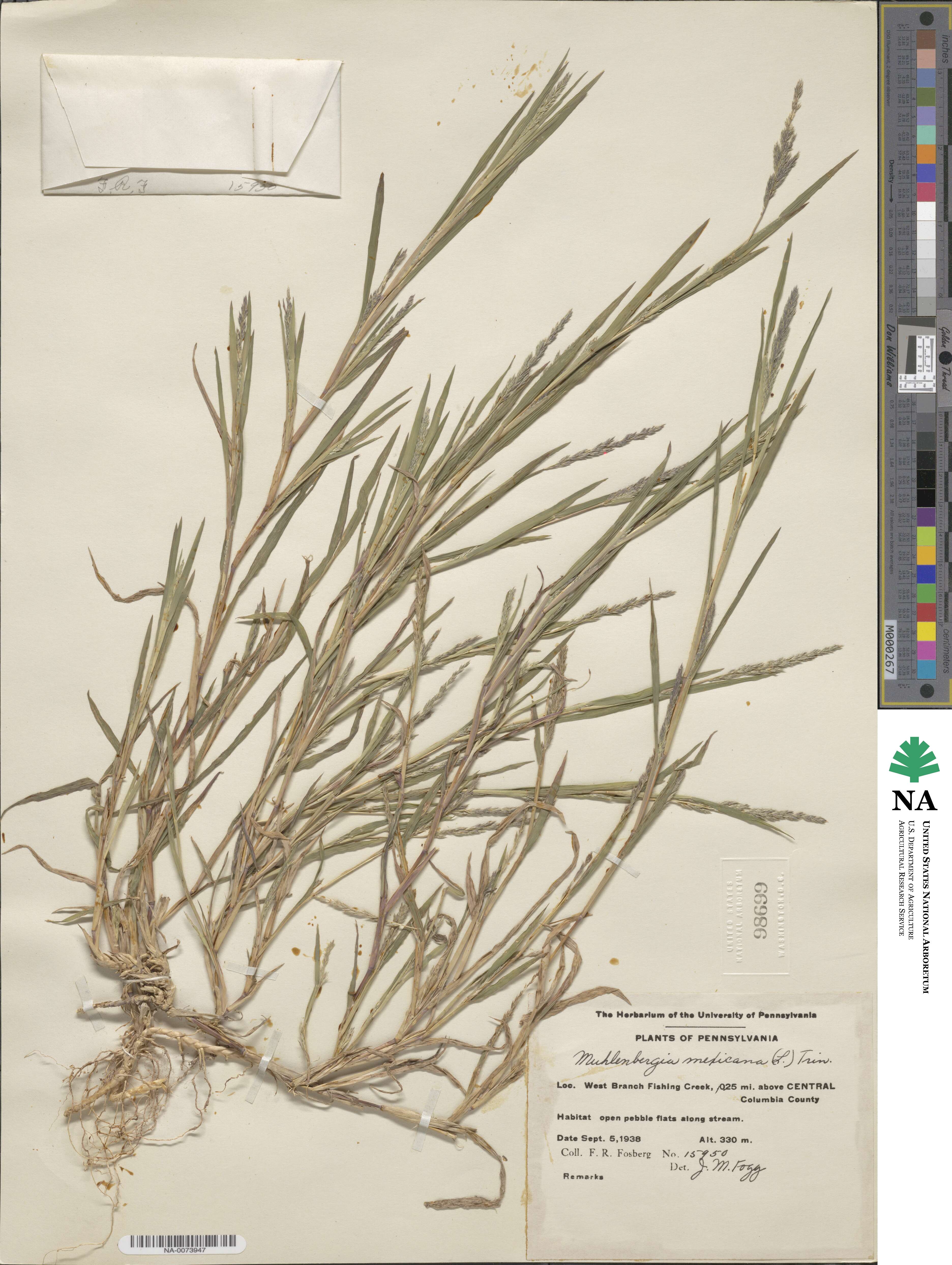 Muhlenbergia mexicana image