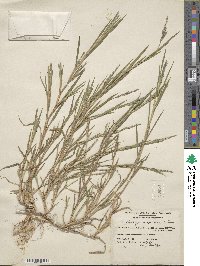 Muhlenbergia mexicana image