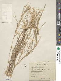 Muhlenbergia mexicana image