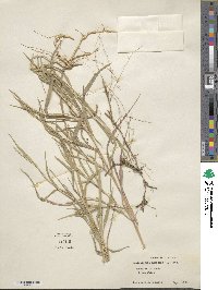 Muhlenbergia mexicana image