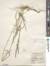 Muhlenbergia mexicana image