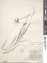 Muhlenbergia mexicana image