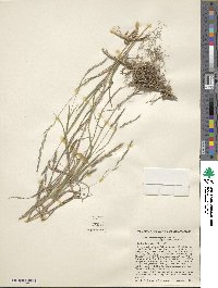 Muhlenbergia mexicana image