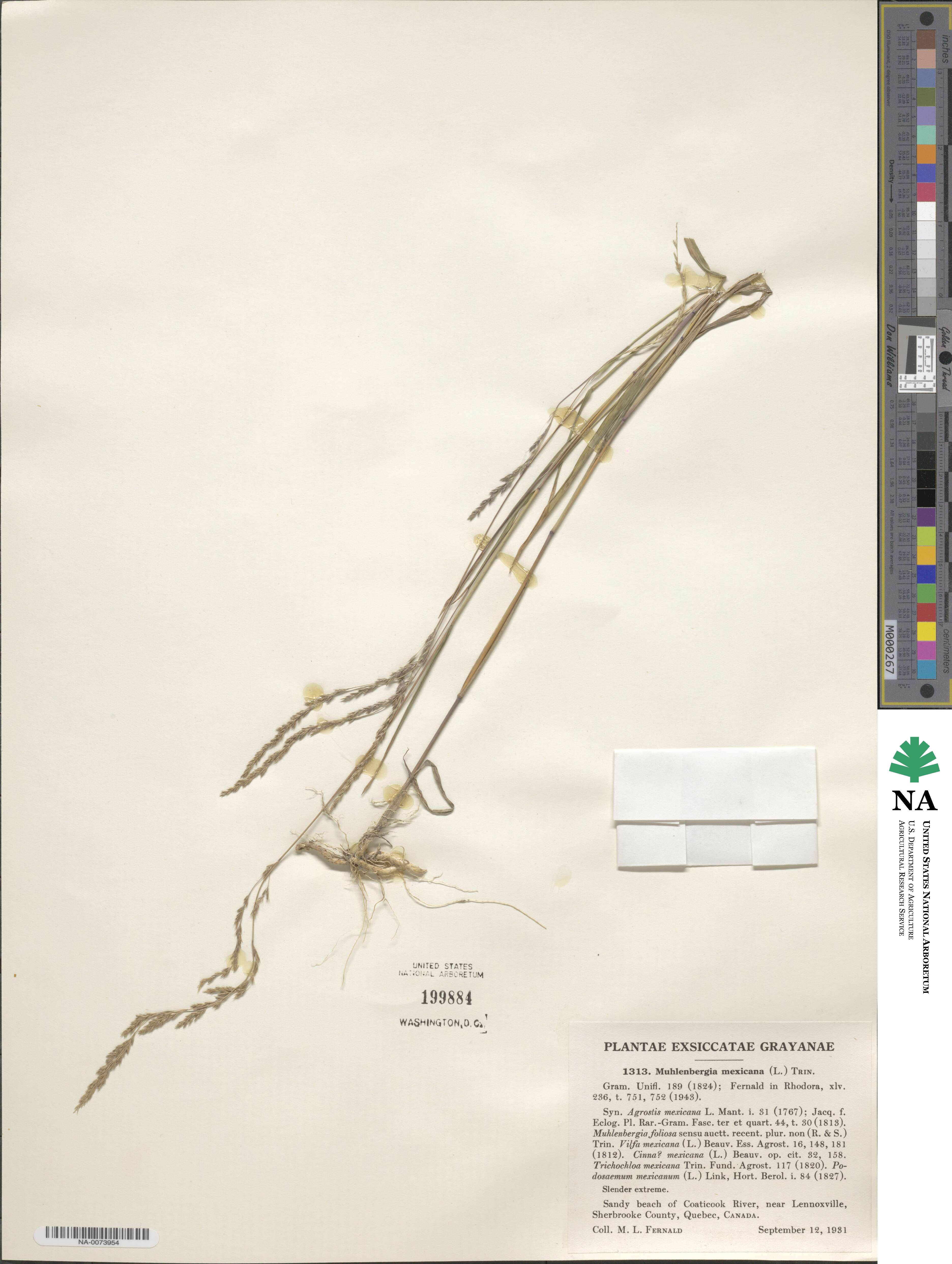Muhlenbergia mexicana image