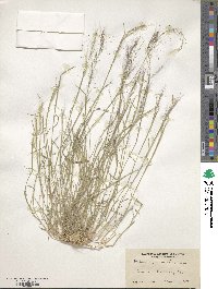 Muhlenbergia microsperma image