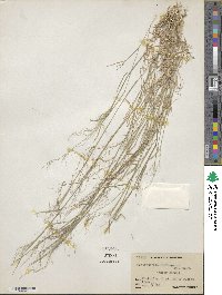 Muhlenbergia microsperma image