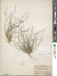 Muhlenbergia microsperma image