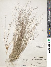 Muhlenbergia microsperma image