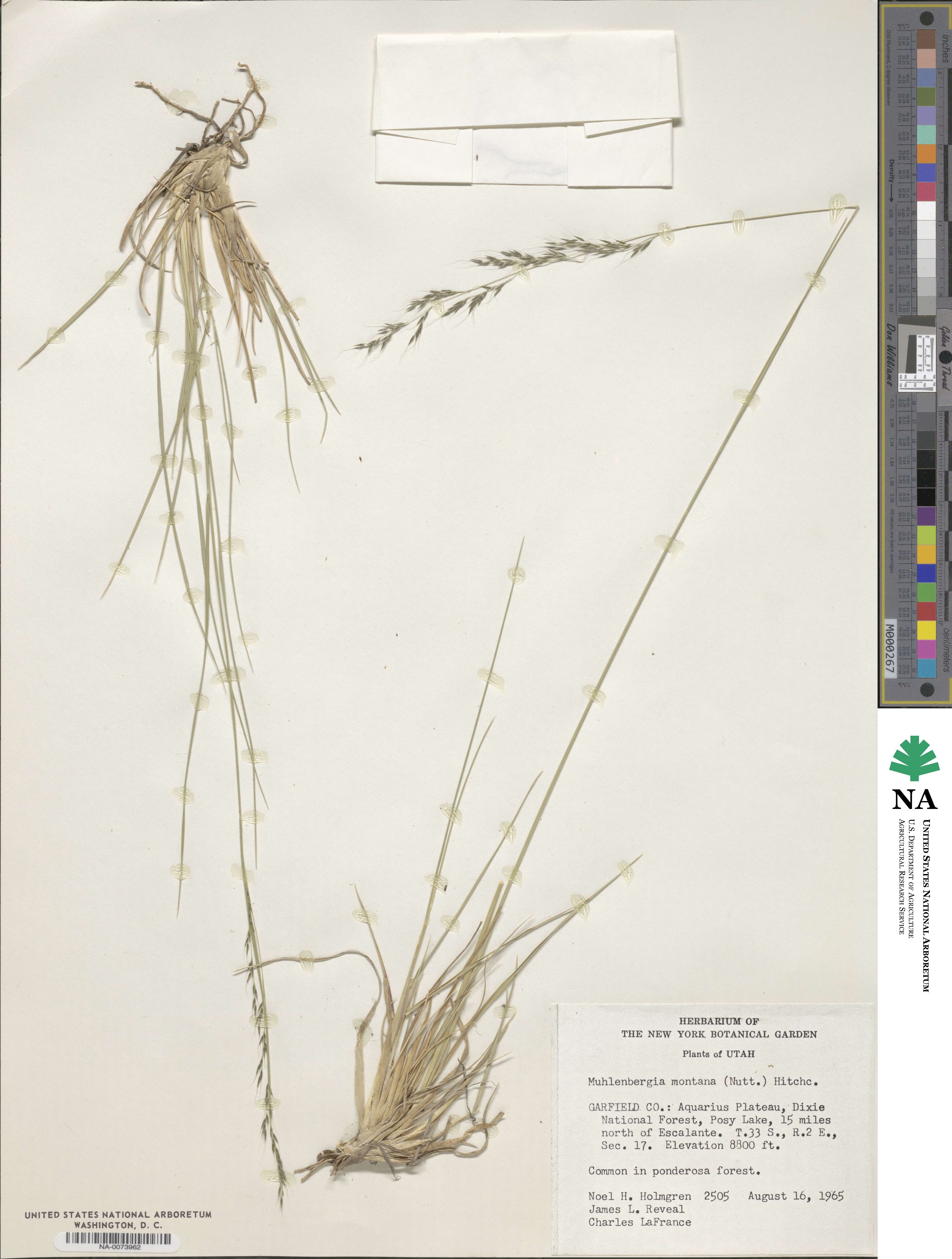 Muhlenbergia montana image